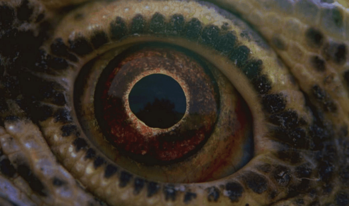 voyage of time